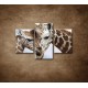 Obrazy na stenu - Žirafy - 3dielny 90x60cm