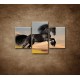 Obrazy na stenu - Skákajúci kôň - 3dielny 90x60cm
