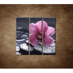 Obrazy na stenu - Ružová orchidea na kameni - 3dielny 90x90cm