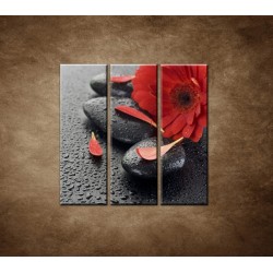 Obrazy na stenu - Červená gerbera a kamene - 3dielny 90x90cm
