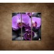 Obrazy na stenu - Ružové orchidey - 3dielny 90x90cm