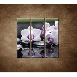 Obrazy na stenu - Ružová orchidea a kamene - 3dielny 90x90cm