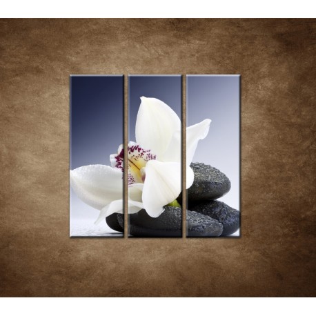 Obrazy na stenu - Biela orchidea na čiernom kameni - 3dielny 90x90cm