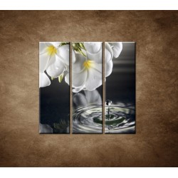 Obrazy na stenu - Biely kvet nad vodou - 3dielny 90x90cm