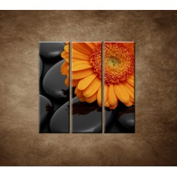 Obrazy na stenu - Oranžová gerbera na kameňoch - 3dielny 90x90cm
