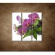 Obrazy na stenu - Orchidea na kameňoch - 3dielny 90x90cm