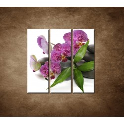 Obrazy na stenu - Orchidea na kameňoch - 3dielny 90x90cm