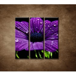 Obrazy na stenu - Fialový kvet - 3dielny 90x90cm