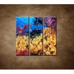 Obrazy na stenu - Korálový útes - 3dielny 90x90cm