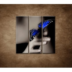 Obrazy na stenu - Modrý motýľ - 3dielny 90x90cm