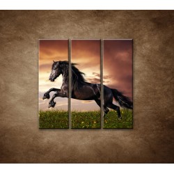 Obrazy na stenu - Čierny kôň - 3dielny 90x90cm