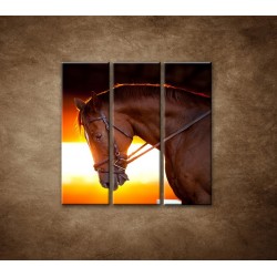 Obrazy na stenu - Kôň v stajni - 3dielny 90x90cm