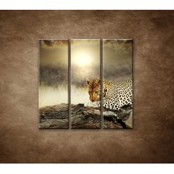 Obrazy na stenu - Odpočívajúci leopard - 3dielny 90x90cm