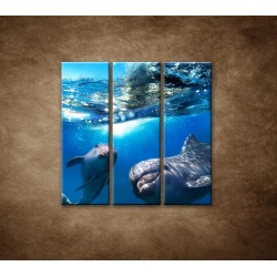 Obrazy na stenu - Delfíni pod vodou - 3dielny 90x90cm