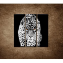Obrazy na stenu - Čiernobiely jaguár - 3dielny 90x90cm