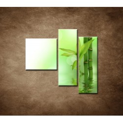 Obrazy na stenu - Bambusový výhonok - 3dielny 110x90cm