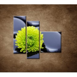 Obrazy na stenu - Žlto-zelený kvet - 3dielny 110x90cm
