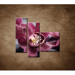 Obrazy na stenu - Orchidea na kameni - 3dielny 110x90cm
