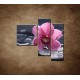 Obrazy na stenu - Ružová orchidea na kameni - 3dielny 110x90cm