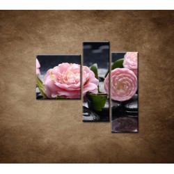 Obrazy na stenu - Kvety kamélie a kamene - 3dielny 110x90cm