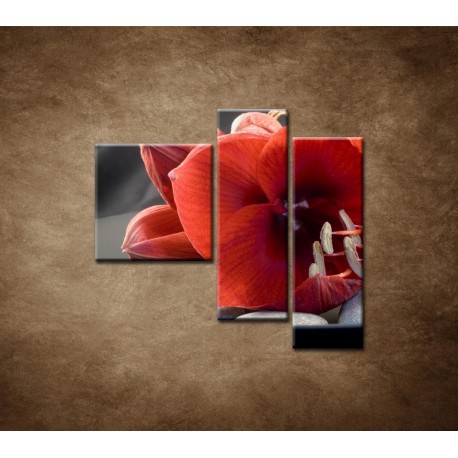 Obrazy na stenu - Červená amarylka - 3dielny 110x90cm