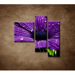 Obrazy na stenu - Fialový kvet - 3dielny 110x90cm