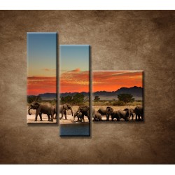 Obrazy na stenu - Safari - 3dielny 110x90cm