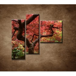 Obrazy na stenu - Japonský javor - 3dielny 110x90cm