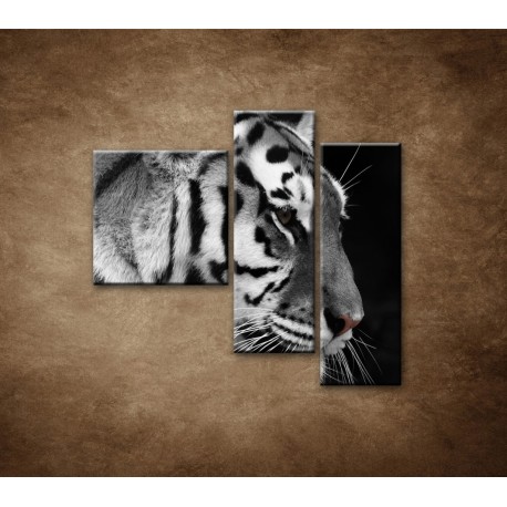 Obrazy na stenu - Tiger - detail - 3dielny 110x90cm