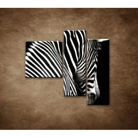 Obrazy na stenu - Zebra - 3dielny 110x90cm