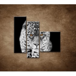 Obrazy na stenu - Čiernobiely jaguár - 3dielny 110x90cm