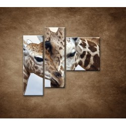 Obrazy na stenu - Žirafy - 3dielny 110x90cm