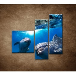 Obrazy na stenu - Delfíni pod vodou - 3dielny 110x90cm