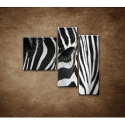 Obrazy na stenu - Zebra - oko - 3dielny 110x90cm