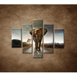 Obrazy na stenu - Slon - 5dielny 100x80cm