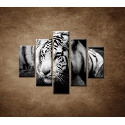Obrazy na stenu - Sibírsky tiger - 5dielny 100x80cm