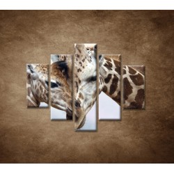 Obrazy na stenu - Žirafy - 5dielny 100x80cm