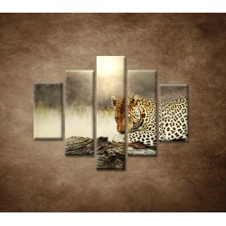 Obrazy na stenu - Obrazy na stenu - Odpočívajúci leopard - 5dielny 100x80cm