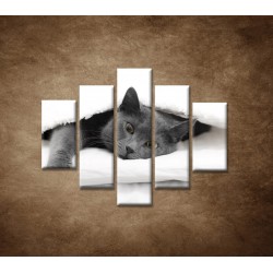 Obrazy na stenu - Odpočívajúca mačka - 5dielny 100x80cm
