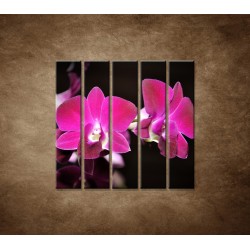 Obrazy na stenu - Ružová orchidea na čiernom pozadí - 5dielny 100x100cm