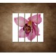 Obrazy na stenu - Orchidea - detail - 5dielny 100x100cm