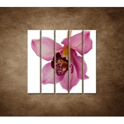 Obrazy na stenu - Orchidea - detail - 5dielny 100x100cm