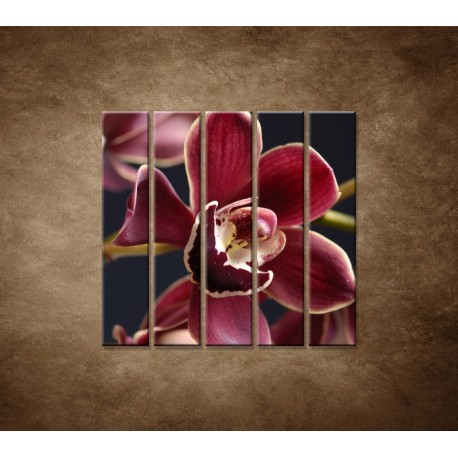Obrazy na stenu - Bordová orchidea - 5dielny 100x100cm