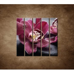 Obrazy na stenu - Orchidea na kameni - 5dielny 100x100cm