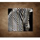 Obrazy na stenu - Zebra - 5dielny 100x100cm