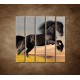 Obrazy na stenu - Skákajúci kôň - 5dielny 100x100cm