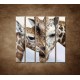 Obrazy na stenu - Žirafy - 5dielny 100x100cm