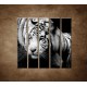 Obrazy na stenu - Sibírsky tiger - 5dielny 100x100cm