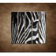 Obrazy na stenu - Zebra - oko - 5dielny 100x100cm