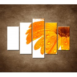 Obrazy na stenu - Oranžová gerbera - 5dielny 150x100cm